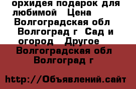 орхидея подарок для любимой › Цена ­ 800 - Волгоградская обл., Волгоград г. Сад и огород » Другое   . Волгоградская обл.,Волгоград г.